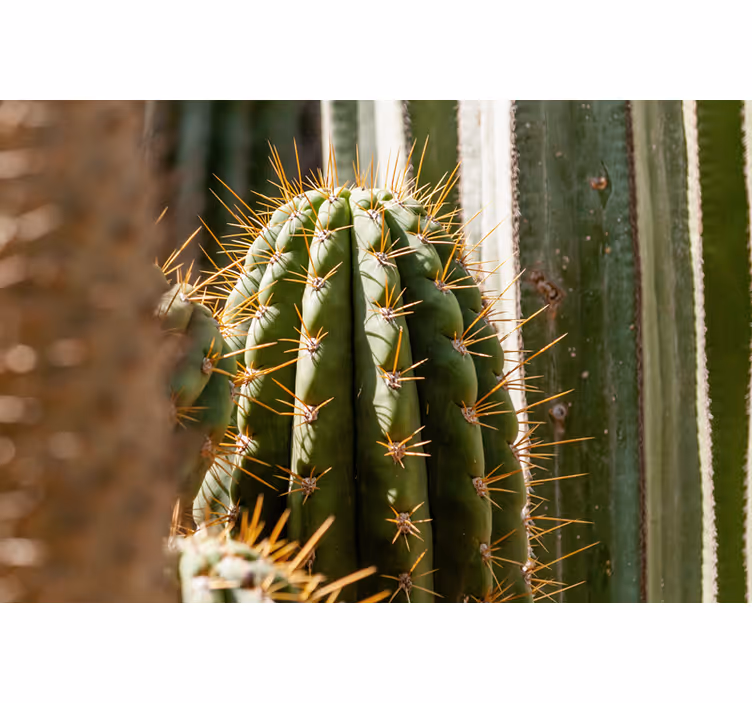Papier peint panoramique désert cactus - TenStickers