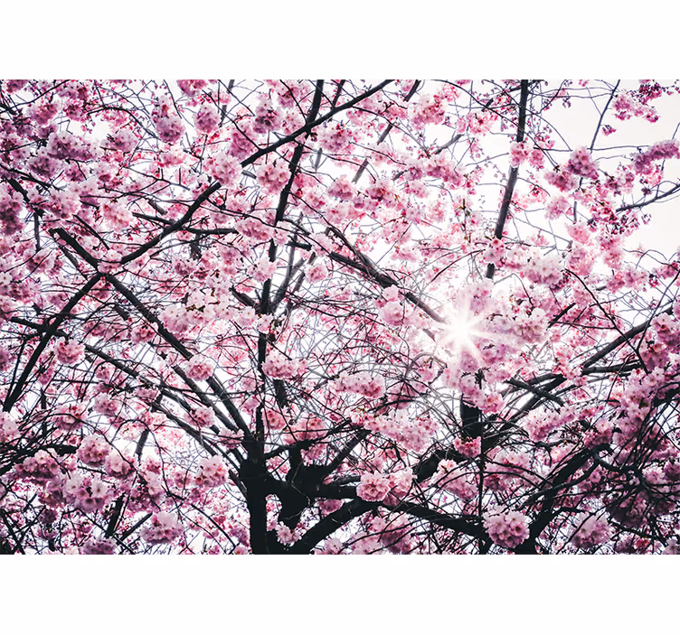 Tapisserie murale arbre fleurs de cerisier - TenStickers