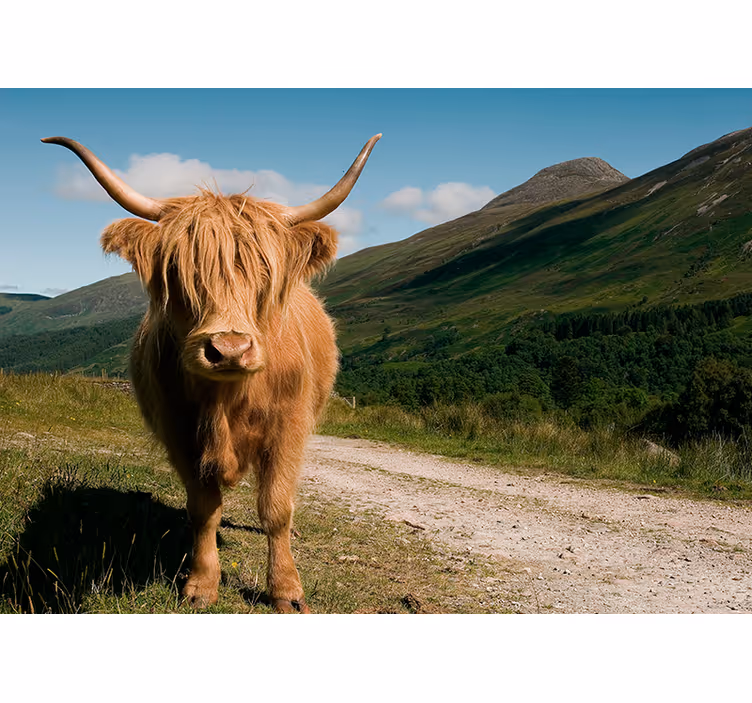Tapisserie murale animaux portrait de bovin des highlands - TenStickers