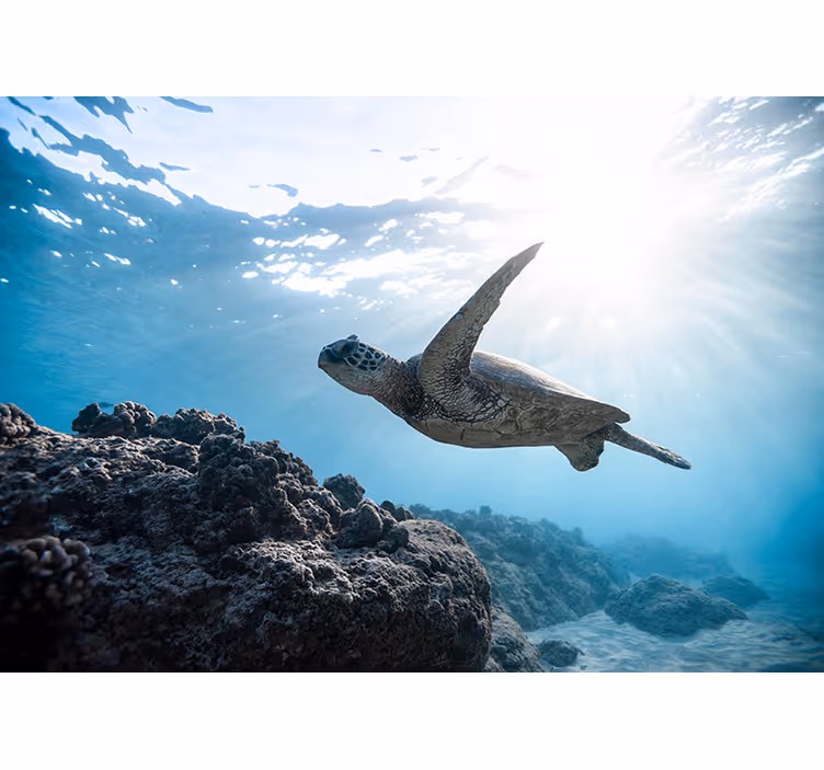 Tapisserie autres animaux scène de tortue sous-marine - TenStickers