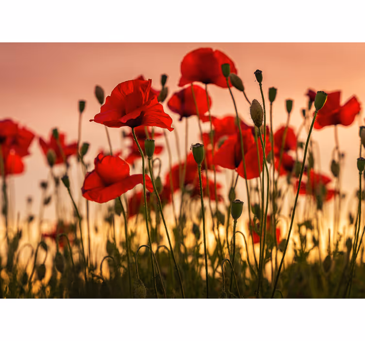 Papier peint mural coquelicots Coquelicots avec un coucher de sol - TenStickers