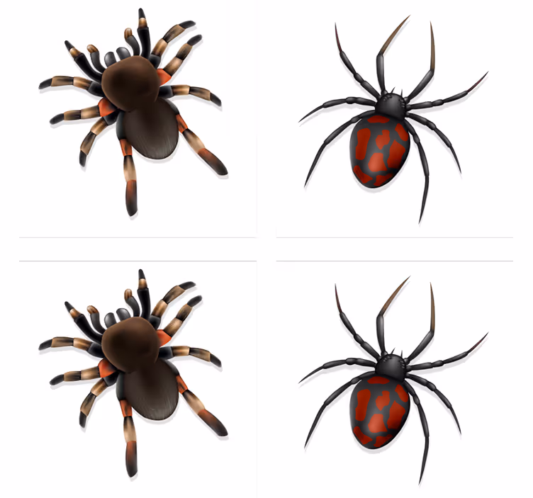 Sous verre halloween collection d'araignées effrayantes - TenStickers