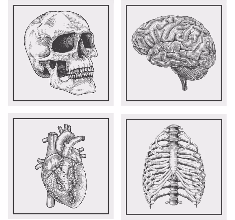 Sous verre geek crâne anatomique cerveau coeur squelette - TenStickers