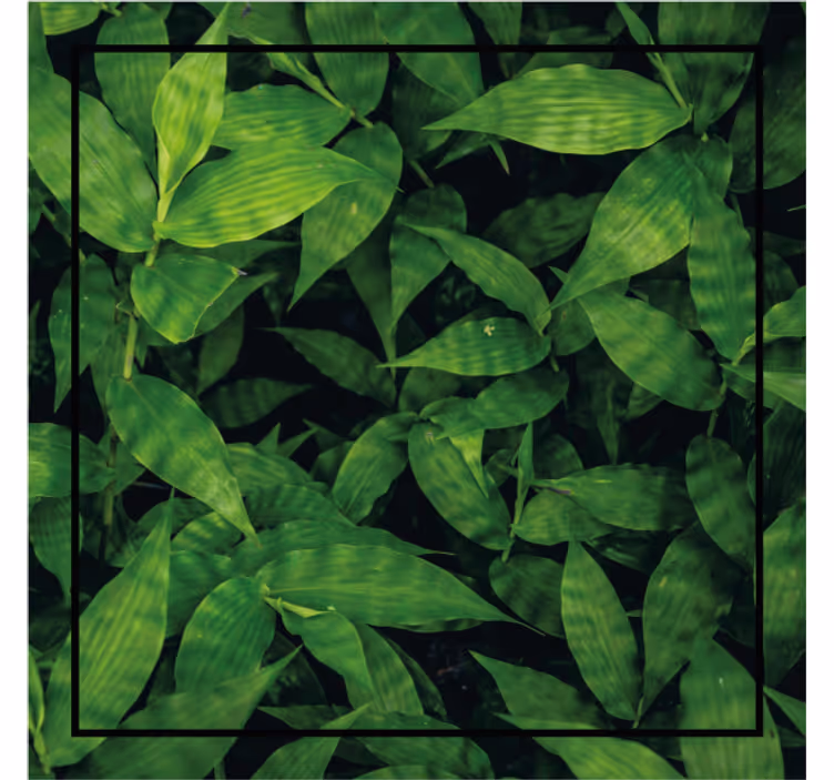 Sous verre motif de feuilles vertes luxuriantes - TenStickers