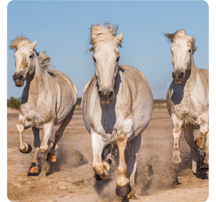 Sous verre moderne chevaux blancs au galop - TenStickers