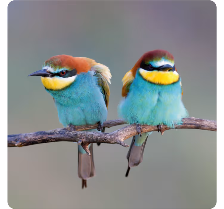 dessous de verre moderne Deux oiseaux bleus - TenStickers