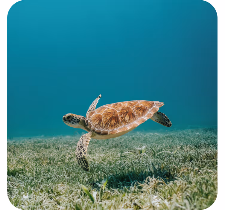 dessous de verre moderne Bébé tortue nageant - TenStickers