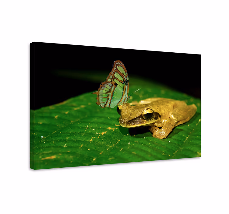 Tableau papillons confrontation paisible - TenStickers