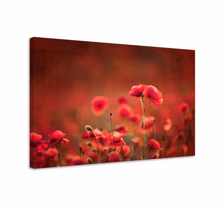 Tableau fleurs et plantes champ de coquelicots radieux - TenStickers