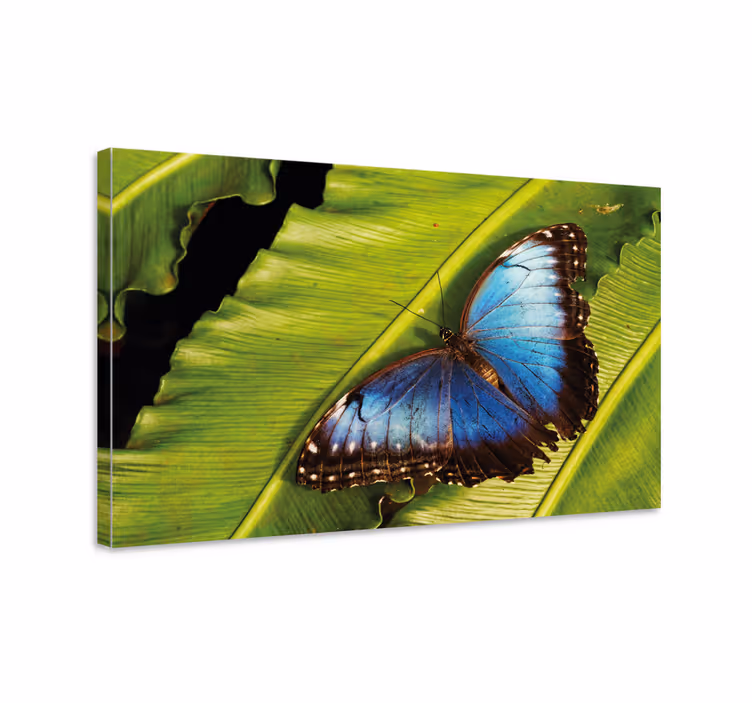 Tableau papillons papillon sur feuille - TenStickers