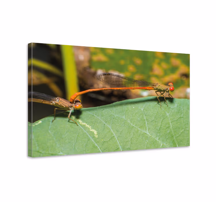 Tableau libellule duo de libellules - TenStickers