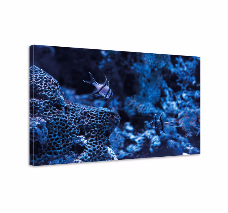 Tableau poisson Coraux bleus détaillés - TenStickers