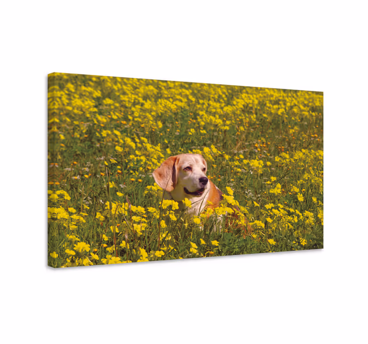 Tableau chiens heureux chien en plein air - TenStickers