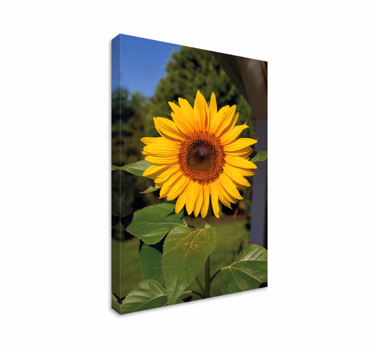 Tableau fleurs Fleur de soleil sur fond vert - TenStickers