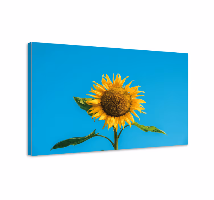 Tableau fleurs et plantes fleur de tournesol éclatante - TenStickers