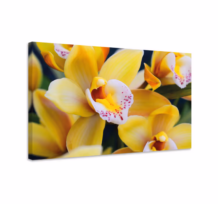 Tableau fleurs et plantes orchids éclatants - TenStickers