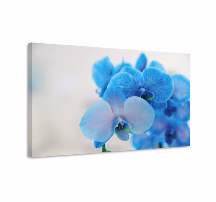 Tableau fleurs et plantes orchidées bleues en fleurs - TenStickers