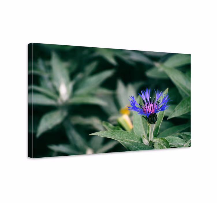 Tableau fleurs et plantes fleurs pourpres délicates - TenStickers