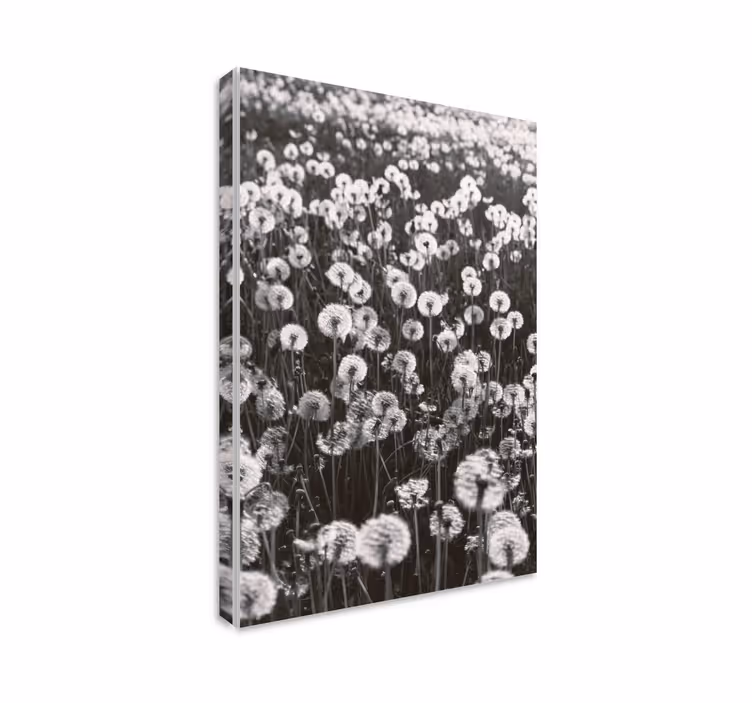 Tableau fleurs Pissenlit grand champ - TenStickers