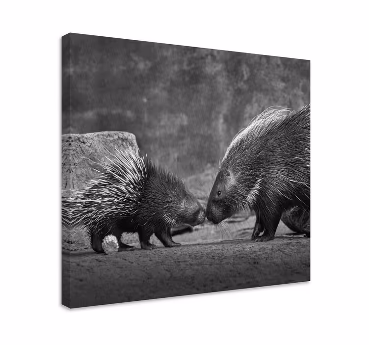 Tableau animaux interaction avec un porc-épic - TenStickers