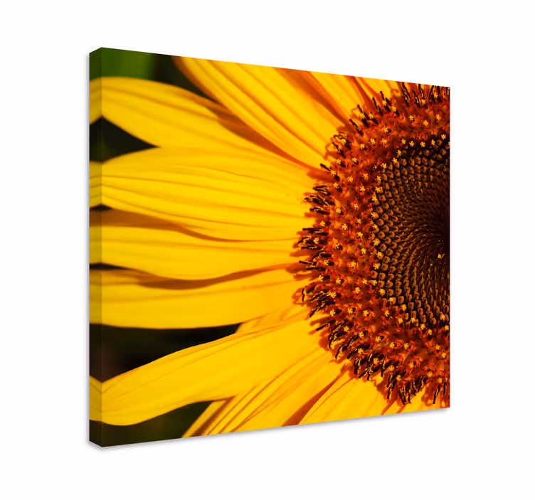 Tableau fleurs Demi tournesol - TenStickers