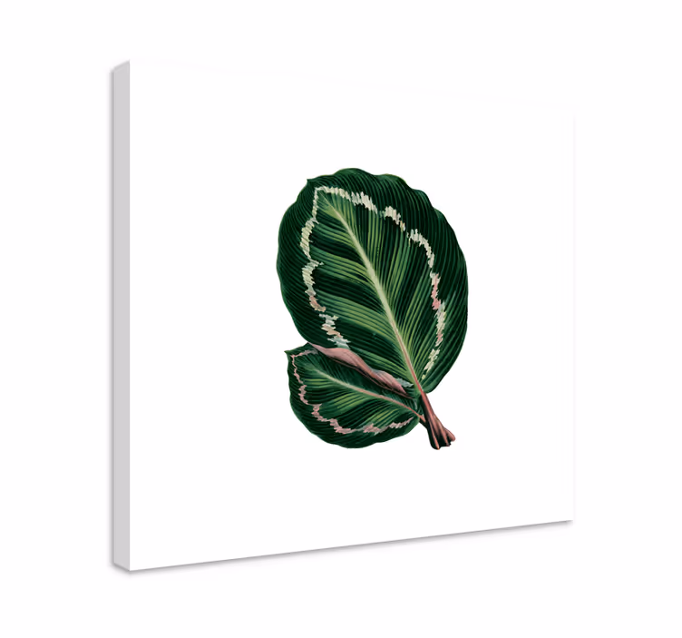 Tableau fleurs Feuilles de maranta - TenStickers