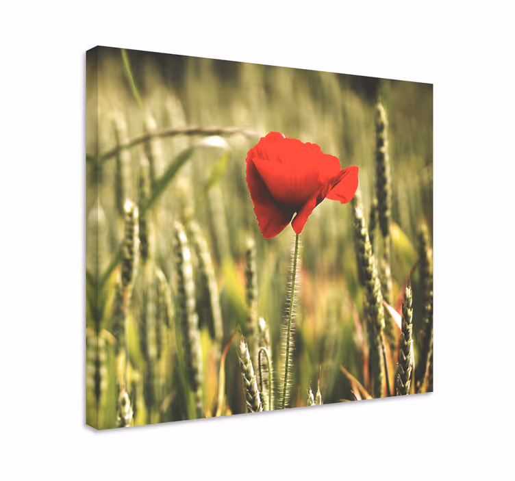Tableau fleurs Pavot simple avec du blé - TenStickers