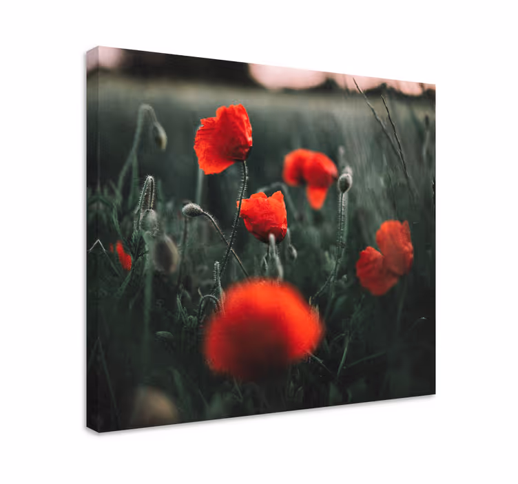 Tableau fleurs et plantes poppies éclatantes - TenStickers
