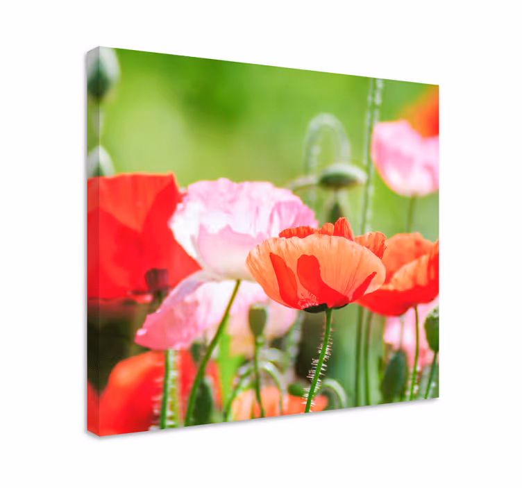 Tableau fleurs et plantes bouquet de coquelicots colorés - TenStickers