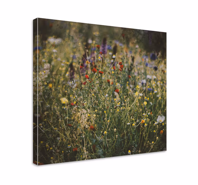Tableau fleurs Champ de fleurs - TenStickers