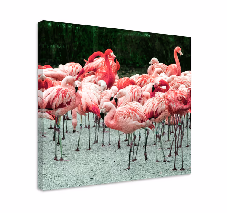 Tableau salon Beaux flamants roses sur l'eau - TenStickers