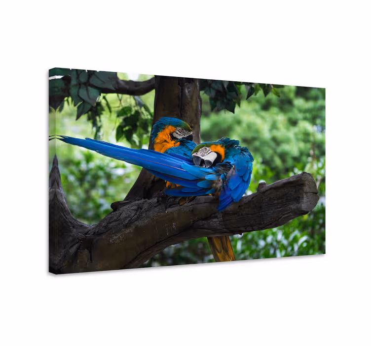 Tableau animal Perroquets colorés dans la jungle - TenStickers