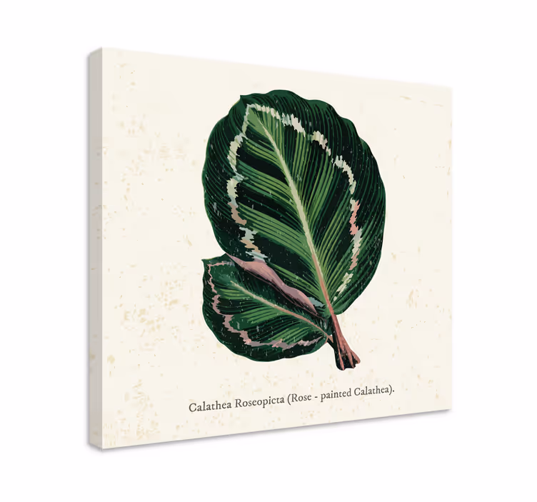 Tableau plantes illustration de feuille de calathea - TenStickers