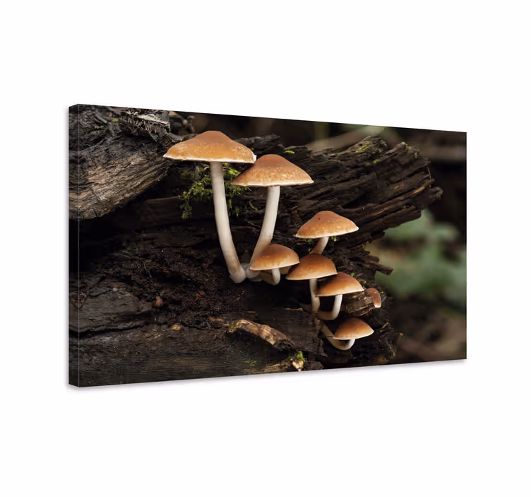 Tableau moderne Champignons sur un tronc d'arbre - TenStickers