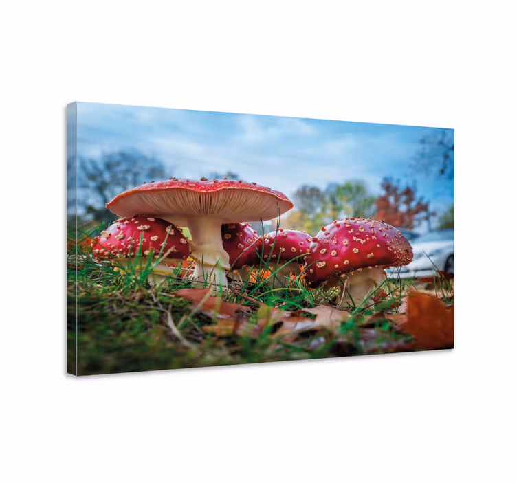 Tableau fleurs et plantes champignons rouges - TenStickers