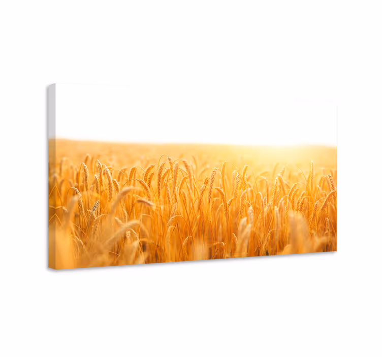 Tableau paysage Couleurs esthétiques des champs de blé - TenStickers