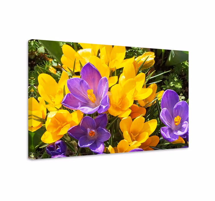 Tableau fleurs et plantes Éclosions colorées du printemps - TenStickers