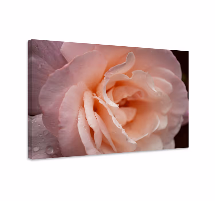 Tableau fleurs et plantes Éclosion de rose délicate - TenStickers