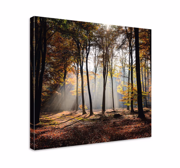 Tableau forêt avec les rayons de soleil - TenStickers