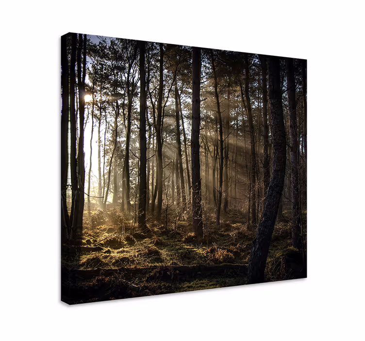 Tableau arbre de vie "nature" lever de soleil dans la forêt - TenStickers