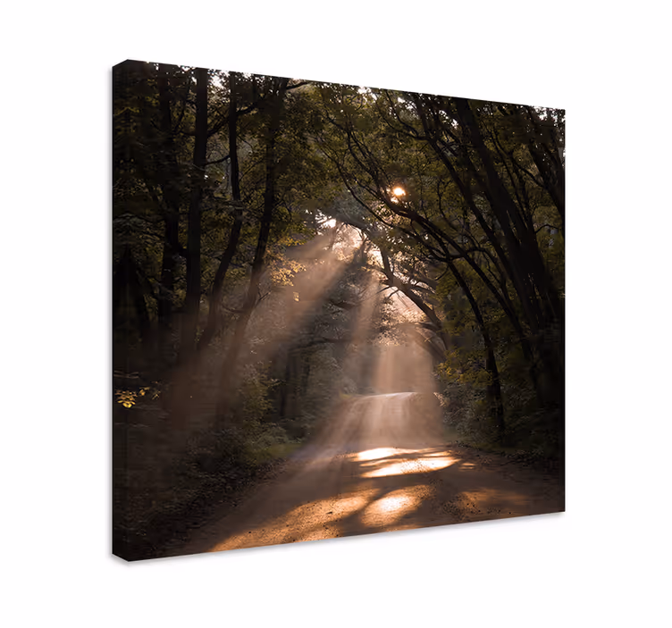 Tableau paysages sentier ensoleillé en forêt - TenStickers