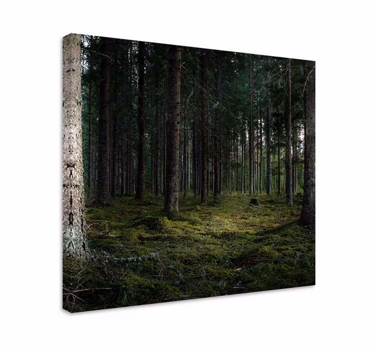 Tableau arbre de vie Arbres "nature" dans la forêt - TenStickers