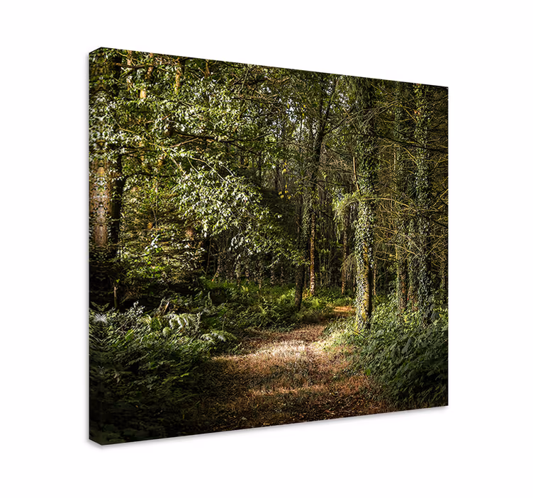 Tableau paysages vue sur le sentier boisé - TenStickers