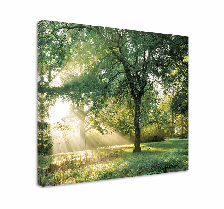 Tableau arbre de vie Nature verdâtre matin forêt - TenStickers