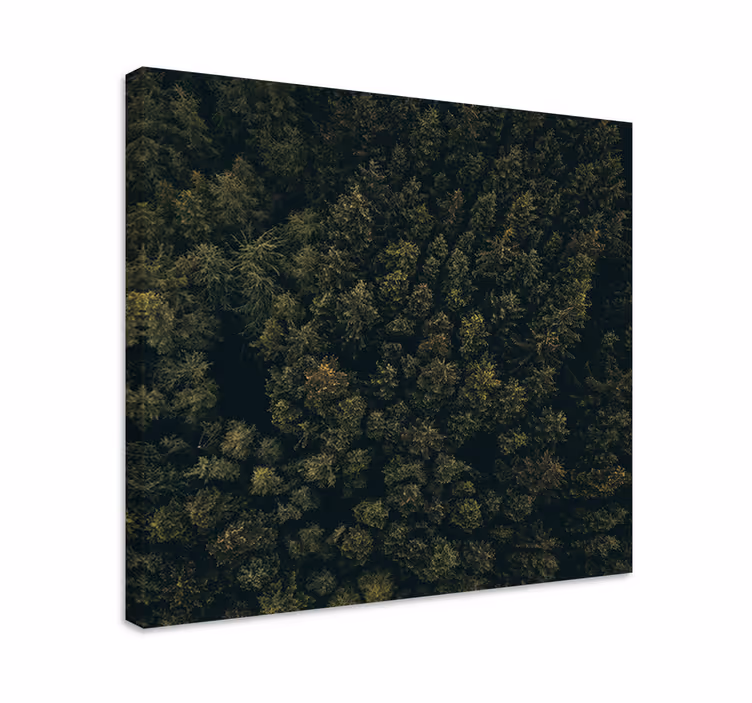 Tableau arbres canopée de forêt luxuriante - TenStickers