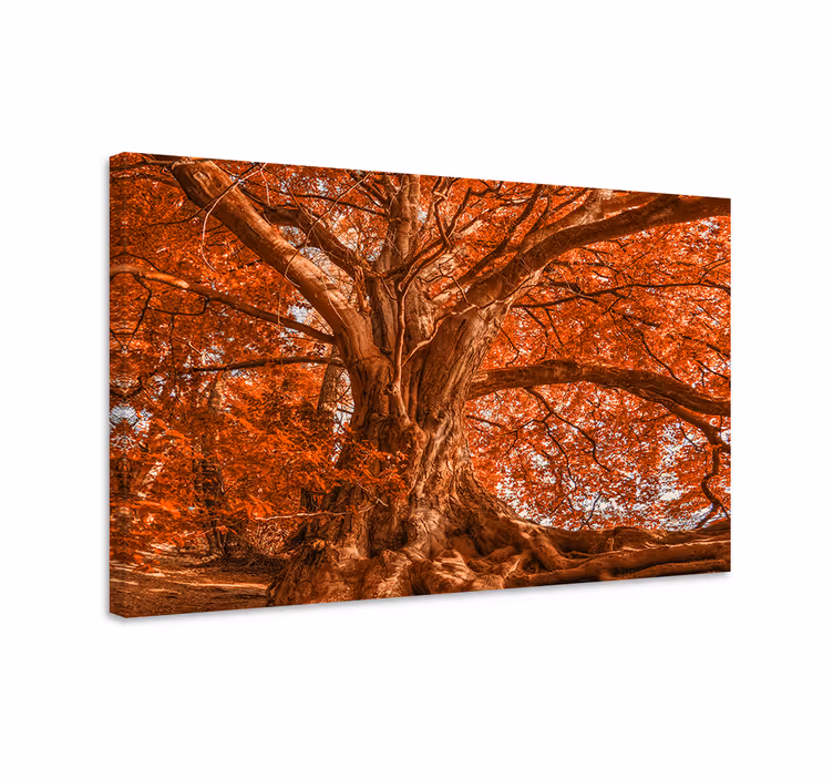Tableau arbres canopée d'automne majestueuse - TenStickers