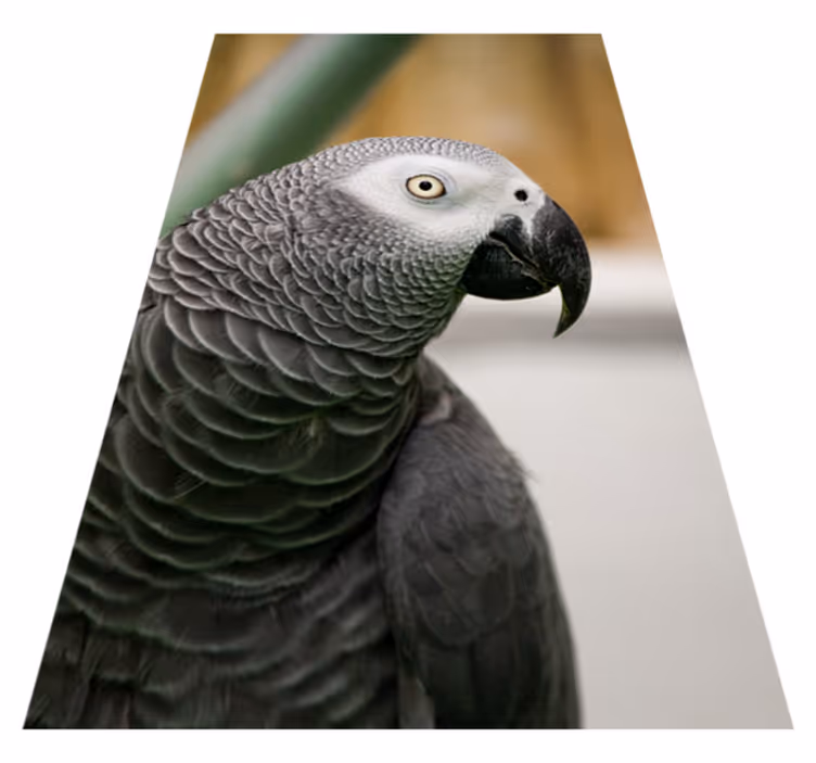 Tapis vinyle animal gros plan d'un perroquet gris - TenStickers