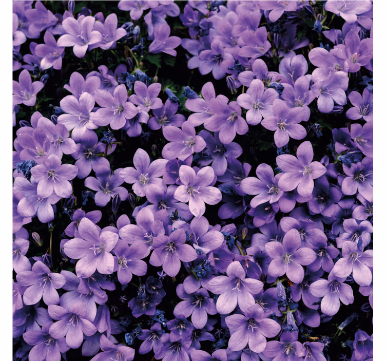 Papier peint floral vague de fleurs violettes - TenStickers