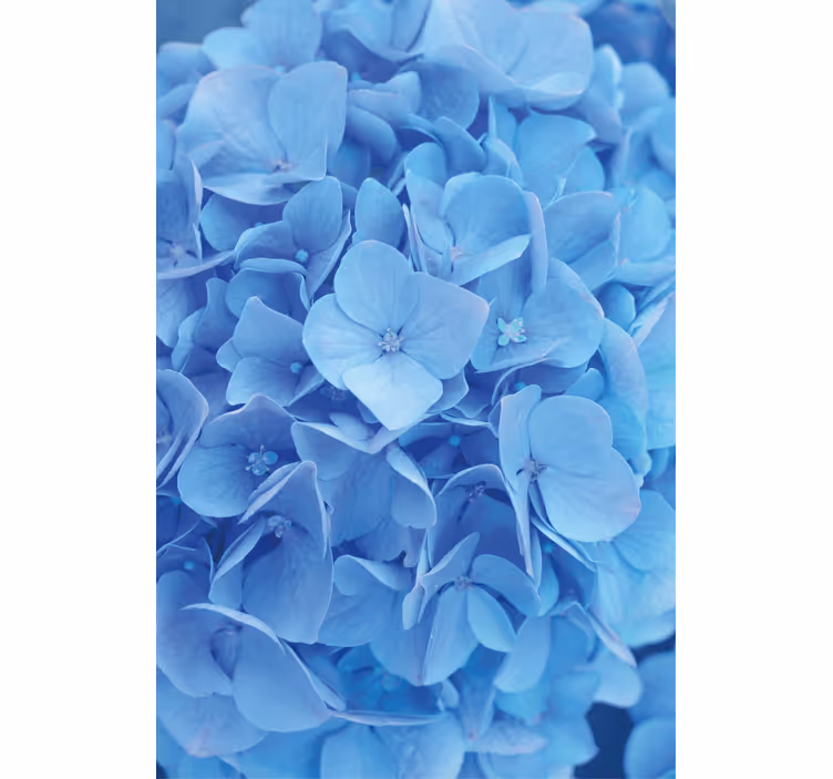 Papier peint floral hortensia - TenStickers