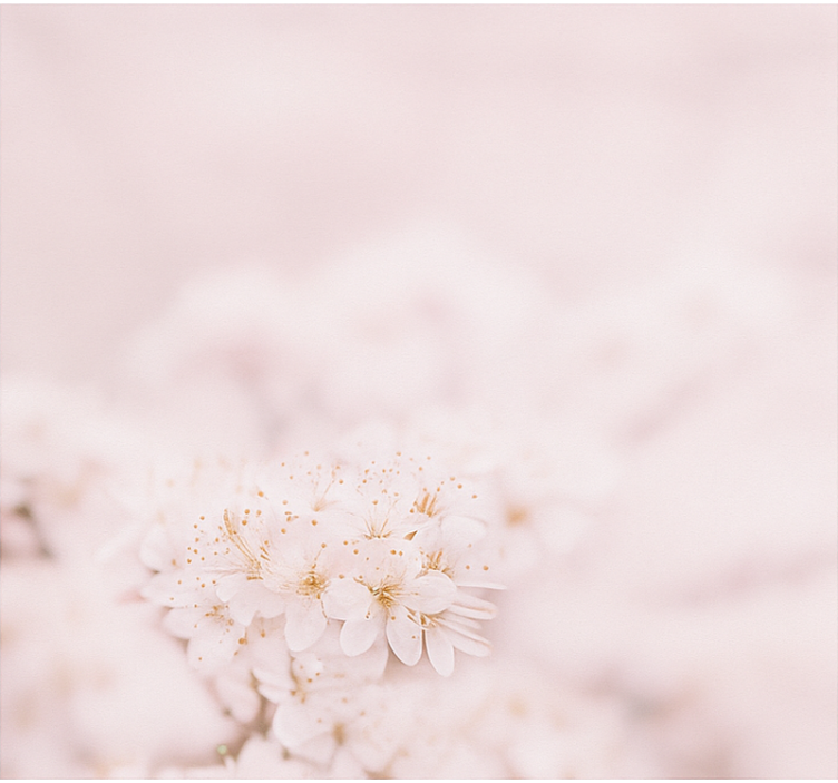 Toile fenêtre chambre couple délicates fleurs de cerisier - TenStickers